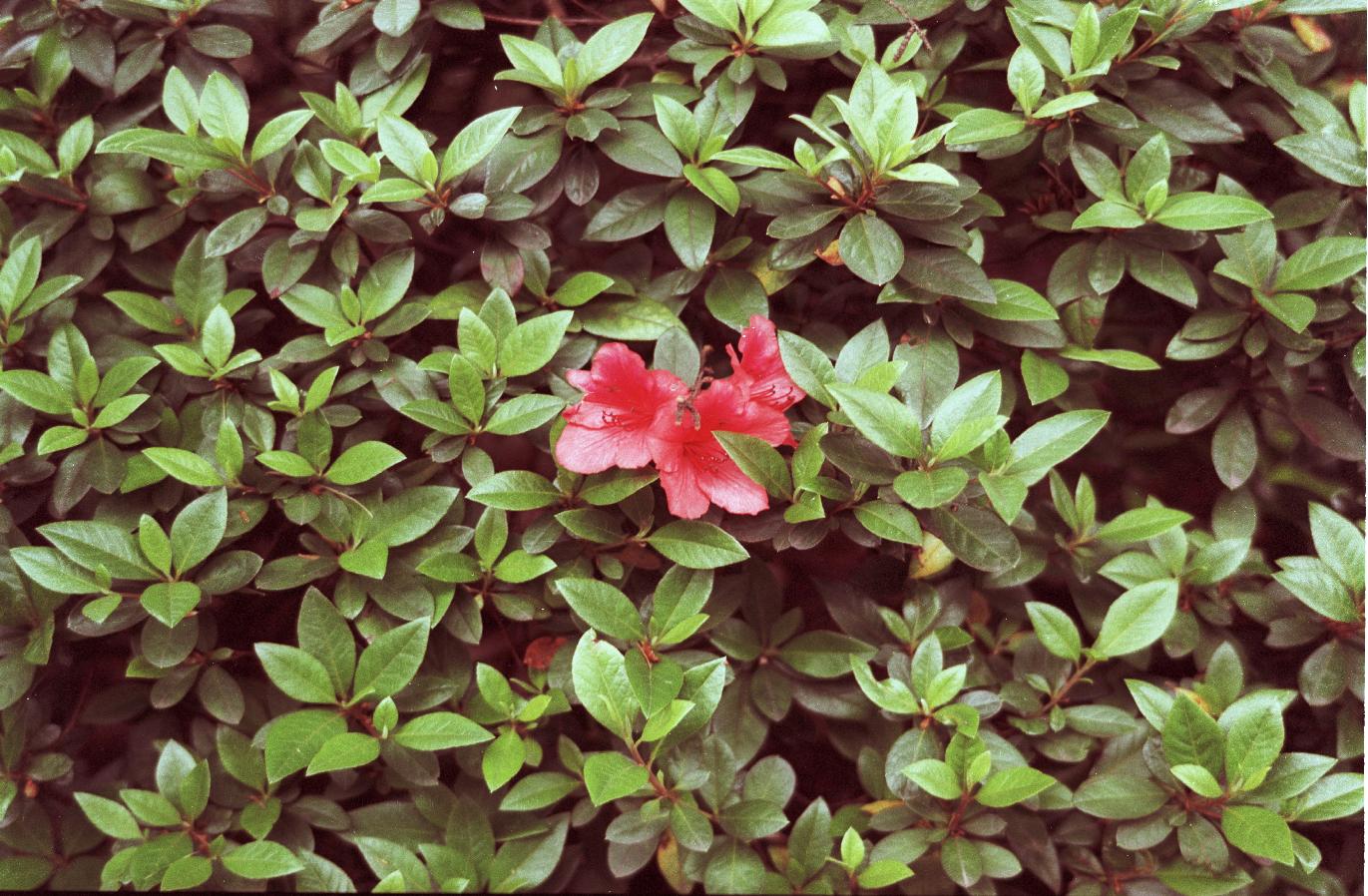japanivyflower